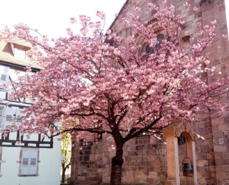 Un poème de printemps, tout simple mais si parlant